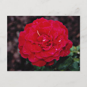 Carte Postale Rose de thé hybride 'Mister Lincoln' Fleurs blanch
