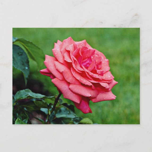 Carte Postale Rose de thé hybride 'Nuage parfumé' Fleurs blanche (Devant)
