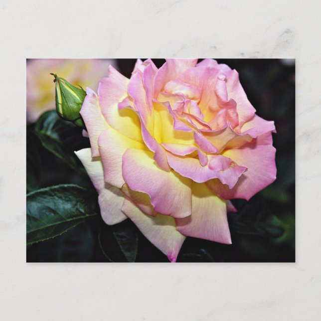 Carte Postale Rose de thé hybride "Peace" Fleurs blanches (Devant)