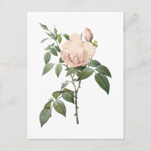 Carte Postale rose de thé parfumé par Redouté