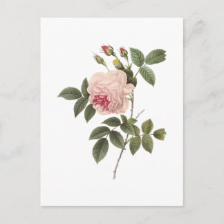 Carte Postale rose de thé (Rosa indica) par Redouté