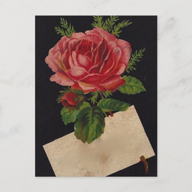 Carte Postale Rose de thé vintage (Devant)