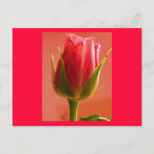 Carte postale Rose Delight II - Personnalisable