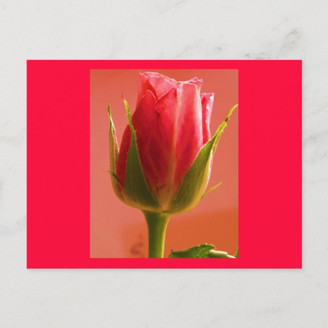 Carte postale Rose Delight II - Personnalisable (Devant)