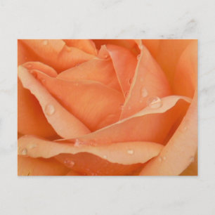 Carte postale Rose d'été indien