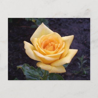Carte postale Rose d'été jaune