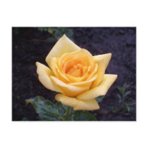 Carte postale Rose d'été jaune