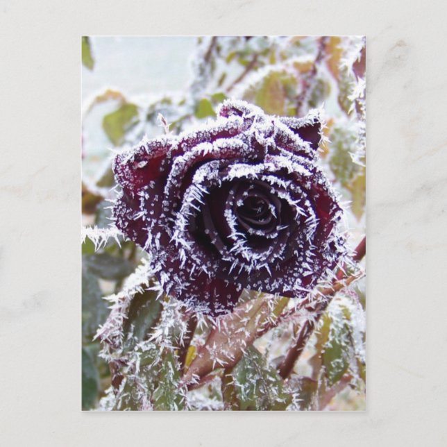 Carte Postale Rose d'hiver2 (Devant)