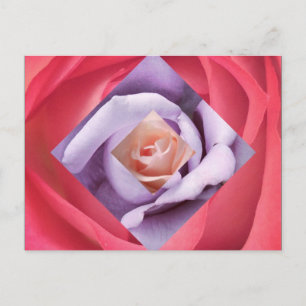 Carte postale rose Diamond