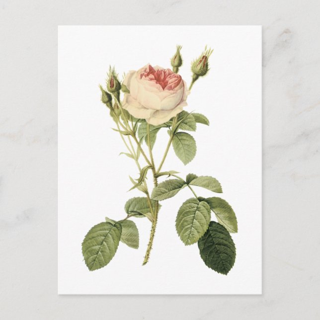 Carte Postale rose double mousse par Redouté (Devant)
