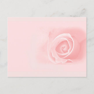 Carte Postale Rose douce