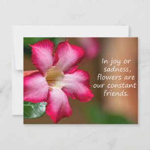 Carte Postale Rose du désert Adenium rose Obesum