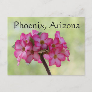 Carte Postale Rose du désert en Phénix rose, AZ