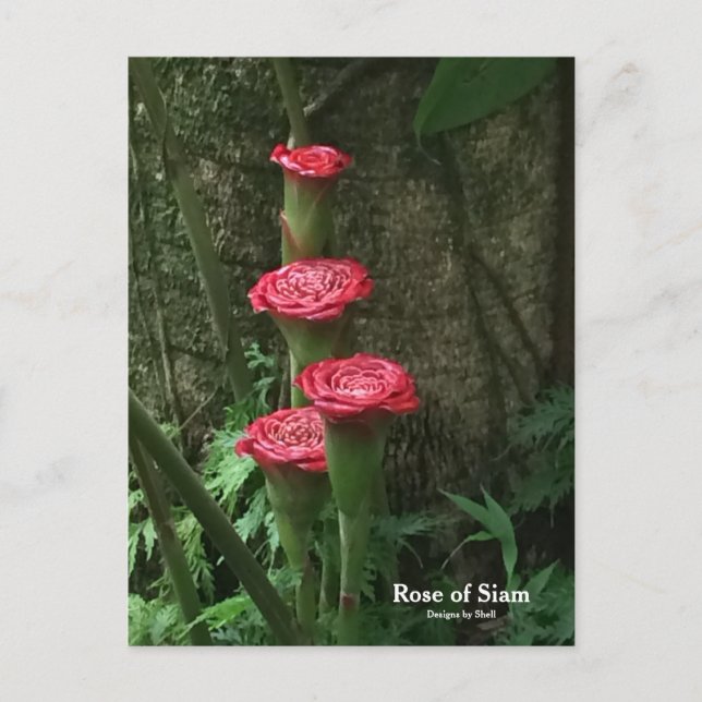 Carte Postale Rose du Siam (Devant)