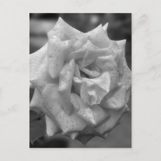 Carte Postale Rose En Fleur En Blanc Noir