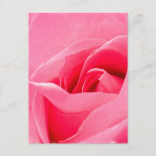 Carte postale Rose en floraison