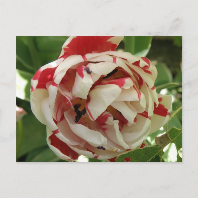 Carte postale rose et blanc Tulip (Devant)