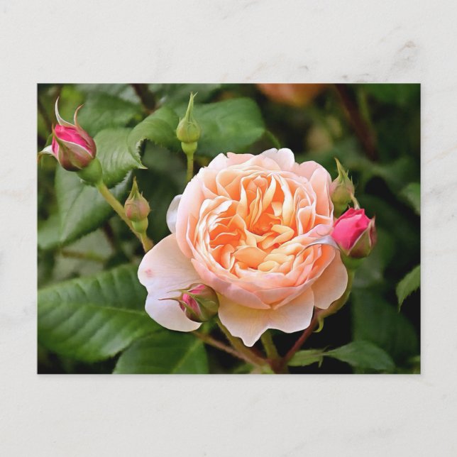 Carte Postale Rose et bourgeons orange pâle (Devant)