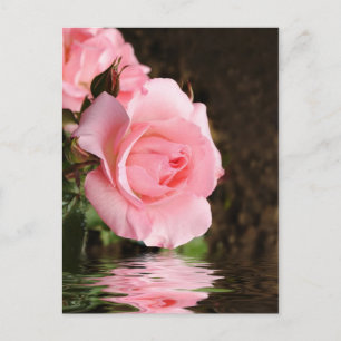 Carte Postale rose et eau