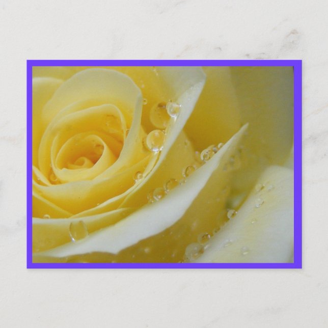 Carte Postale rose et gouttes d'eau (Devant)