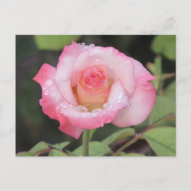 Carte Postale Rose et rose blanche après la pluie (Devant)
