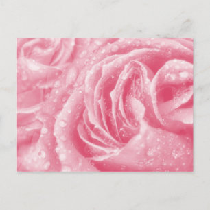 Carte postale rose étincelante