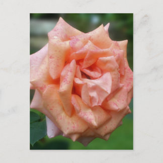 Carte Postale Rose Fleur de Pêche Tachetée en Fleur