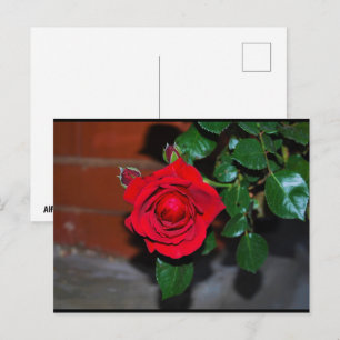 Carte Postale Rose Fleur Rouge