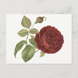 Carte Postale Rose Fleur Rouge Bourgogne - Amour, Bonjour