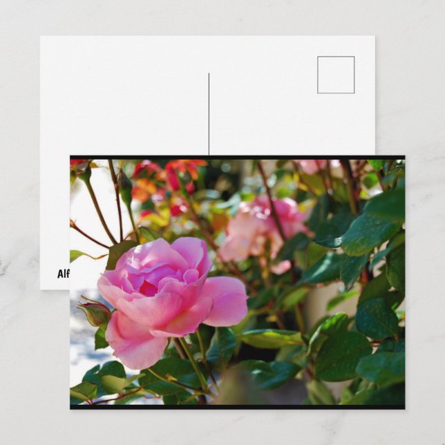 Carte Postale Rose Florale Rose (Devant / Derrière)