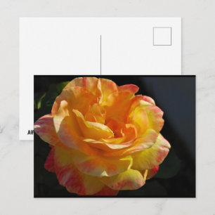 Carte Postale Rose florale rose et jaune