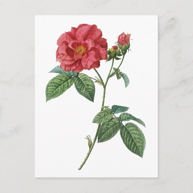Carte Postale Rose français (Rosa gallica) (Devant)