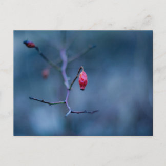 Carte Postale Rose froid