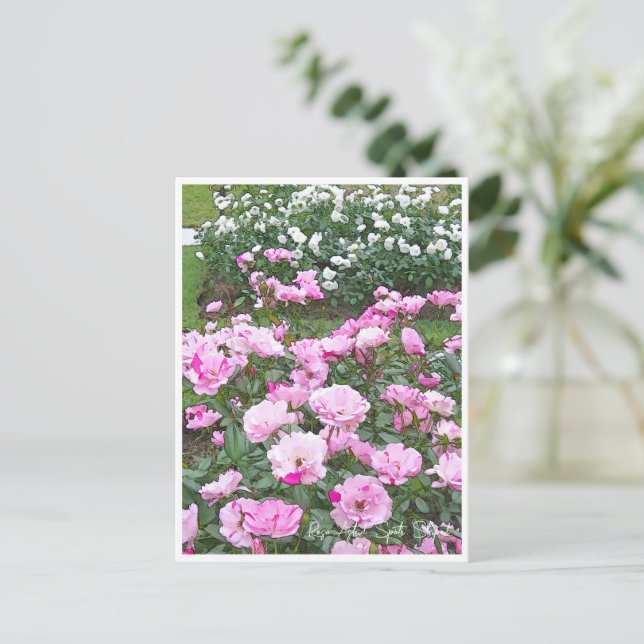 Carte Postale Rose Garden (Debout devant)