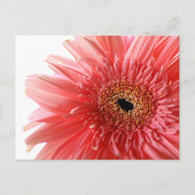 Carte postale rose Gerber Daisy (Devant)