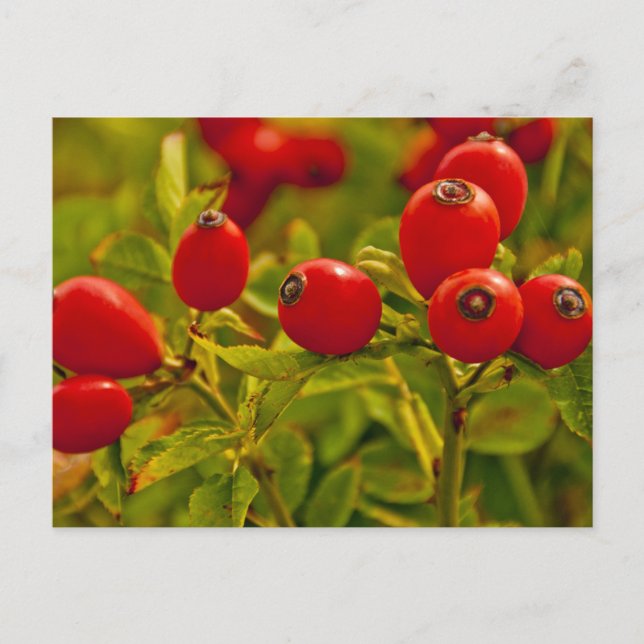 Carte Postale Rose Hip (Devant)