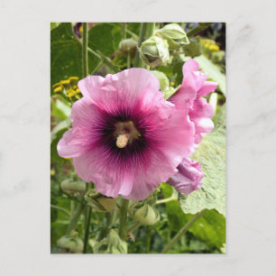 CARTE POSTALE ROSE HOLLYHOCK