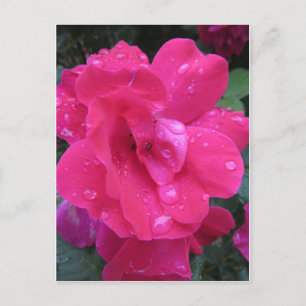 Carte Postale Rose humide