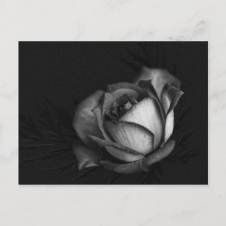 Carte Postale Rose in Black and White Postcards
