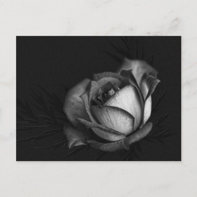 Carte Postale Rose in Black and White Postcards (Devant)