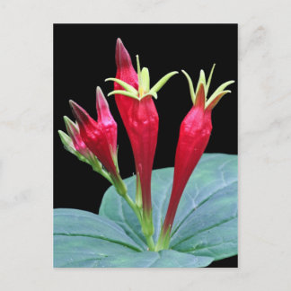 Carte Postale Rose indien