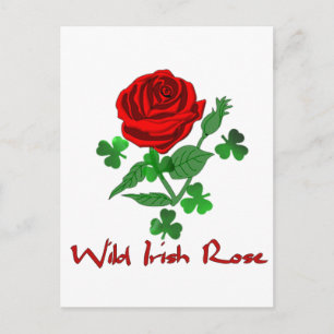 Carte Postale Rose irlandais sauvage