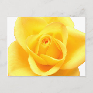 Carte Postale Rose jaune