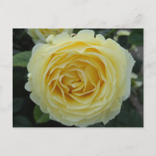 Carte Postale Rose jaune