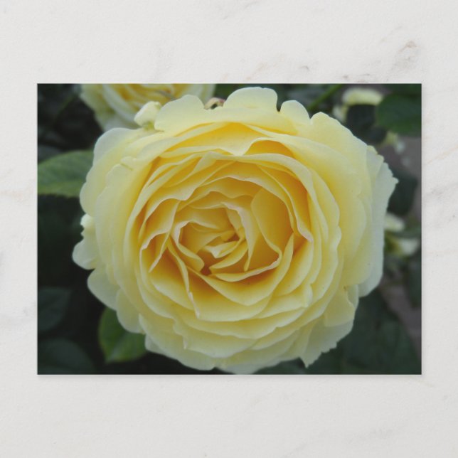Carte Postale Rose jaune (Devant)