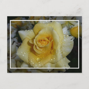 Carte Postale Rose jaune