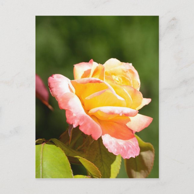 Carte Postale rose jaune (Devant)