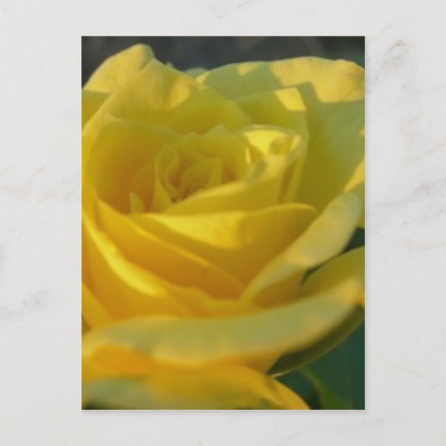 Carte Postale Rose jaune (Devant)