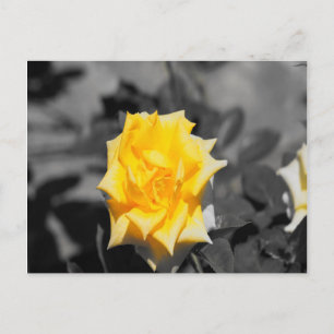 Carte Postale Rose jaune