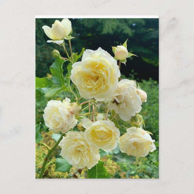 Carte Postale rose jaune (Devant)